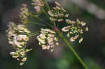 Stiff cowbane